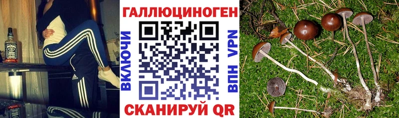 Псилоцибиновые грибы мицелий  KRAKEN зеркало  Лодейное Поле 